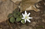 Rue anemone <BR>Windflower